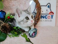 -十年猫舍·猫咪专门店(普陀店)