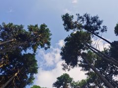 -武陵山森林公园