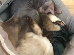 -袖虎·猫馆(体育西路店)