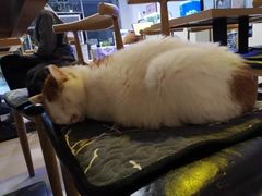 -平行世界·猫咖(首经贸店)