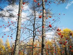 -塞罕坝国家级自然保护区