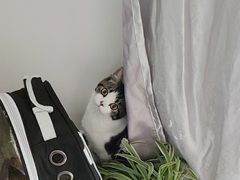 -PETKIT小佩宠物·低压洗护(国顺东路店)