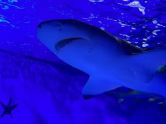 -太平洋海底世界