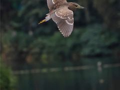 -重庆彩云湖湿地公园