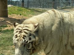 -西霞口神雕山野生动物世界
