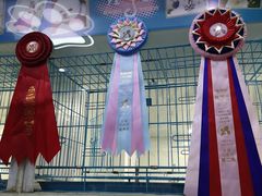 -萌兽医馆·宠物医院·猫骨科(创景店)