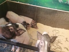 -昆明大悦城未来动物城(螺蛳湾中心店)