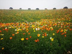 -紫颐香薰山谷景区