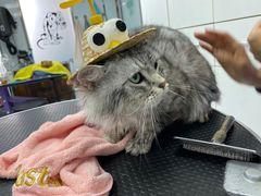 -欧奕国际动物医院