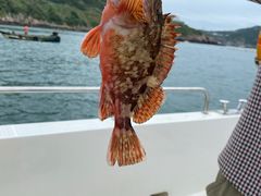 -枸杞岛