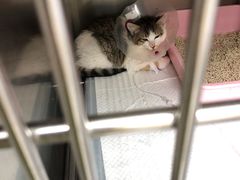 -爱诺耐芙动物医院(万博店)