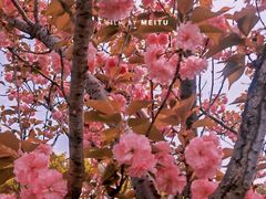 -花开海上生态园