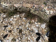 -日照灯塔风景区