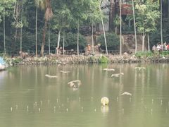 -西双版纳原始森林公园