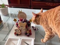 -EnergyCake蛋糕理想国