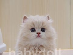-momokira米努特·德文卷毛猫·棉花面纱犬