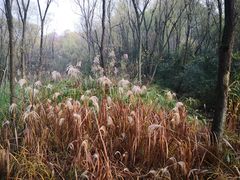 -西湖风景区-江洋畈生态公园
