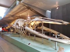 -墨尔本博物馆(Melbourne Museum)