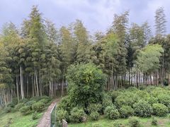 -大唐贡茶院
