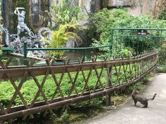 -西双版纳原始森林公园