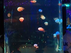 -锦艺城海洋馆