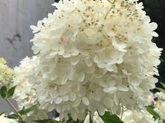 -普陀宗乘之庙(小布达拉宫)