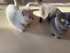 -70cat德文卷毛猫·缅因猫纯种猫舍
