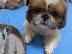 -宠福鑫动物医院(望京分院)