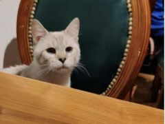 -猫小院猫主题餐厅(三里屯店)
