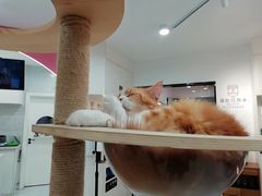 -喵园·猫主题咖啡厅·撸猫·猫咖(国贸店)