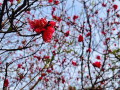 -广东花都湖国家湿地公园