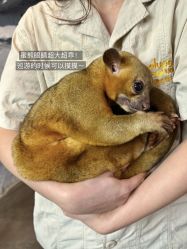 -Zoolung Zoolung动物主题公园(海信广场店)