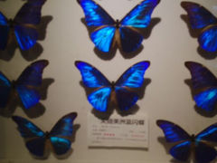 android_upload_pic-上海大自然野生昆虫馆