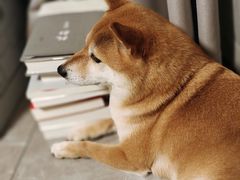 -美联众合动物医院·24h京西诊疗中心