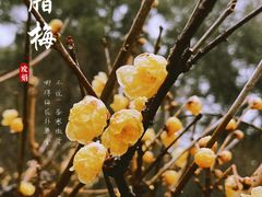 -无锡梅园公园
