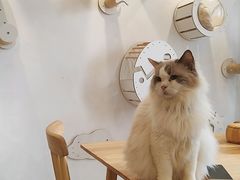 -楼上猫咖(罗湖店)