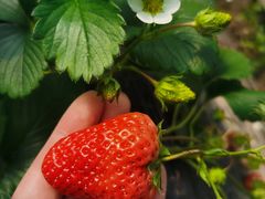 -胜丰草莓采摘园