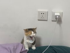 -Bastet sally猫舍购宠(静安店)