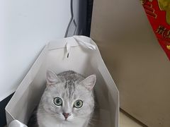 -瑞派福兴宠物医院犬猫全科·骨科·中西医结合(河东店)