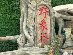 -野象谷景区