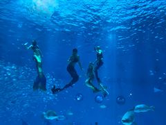 美人鱼表演-上海海昌海洋公园