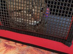 -纳吉亚猫专科动物医院博雅分院
