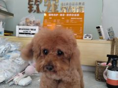 -钦宠·猫咪售卖·洗护·寄养(东圃旗舰店)