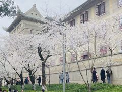 -武汉大学-樱园
