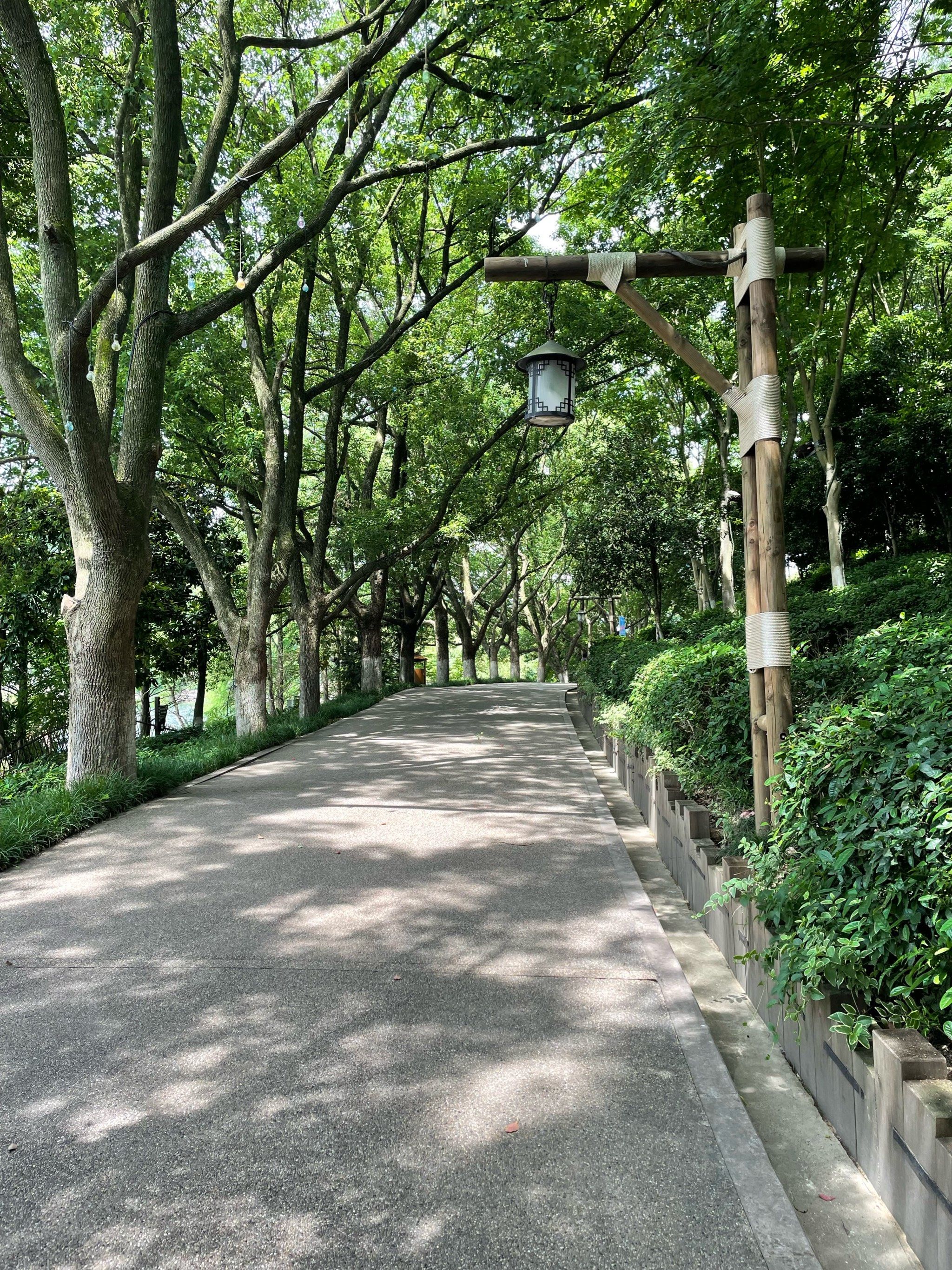 散步在这条林荫小道上