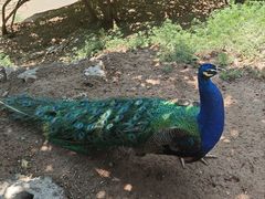 -青藏高原野生动物园