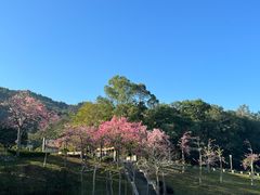 -风云岭森林公园