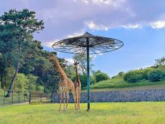 -沈阳森林动物园