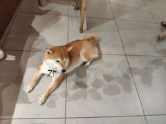 -柴务处·柴犬主题狗咖