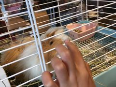 -藦茜花园宠物主题亲子互动体验馆(国顺东路店)